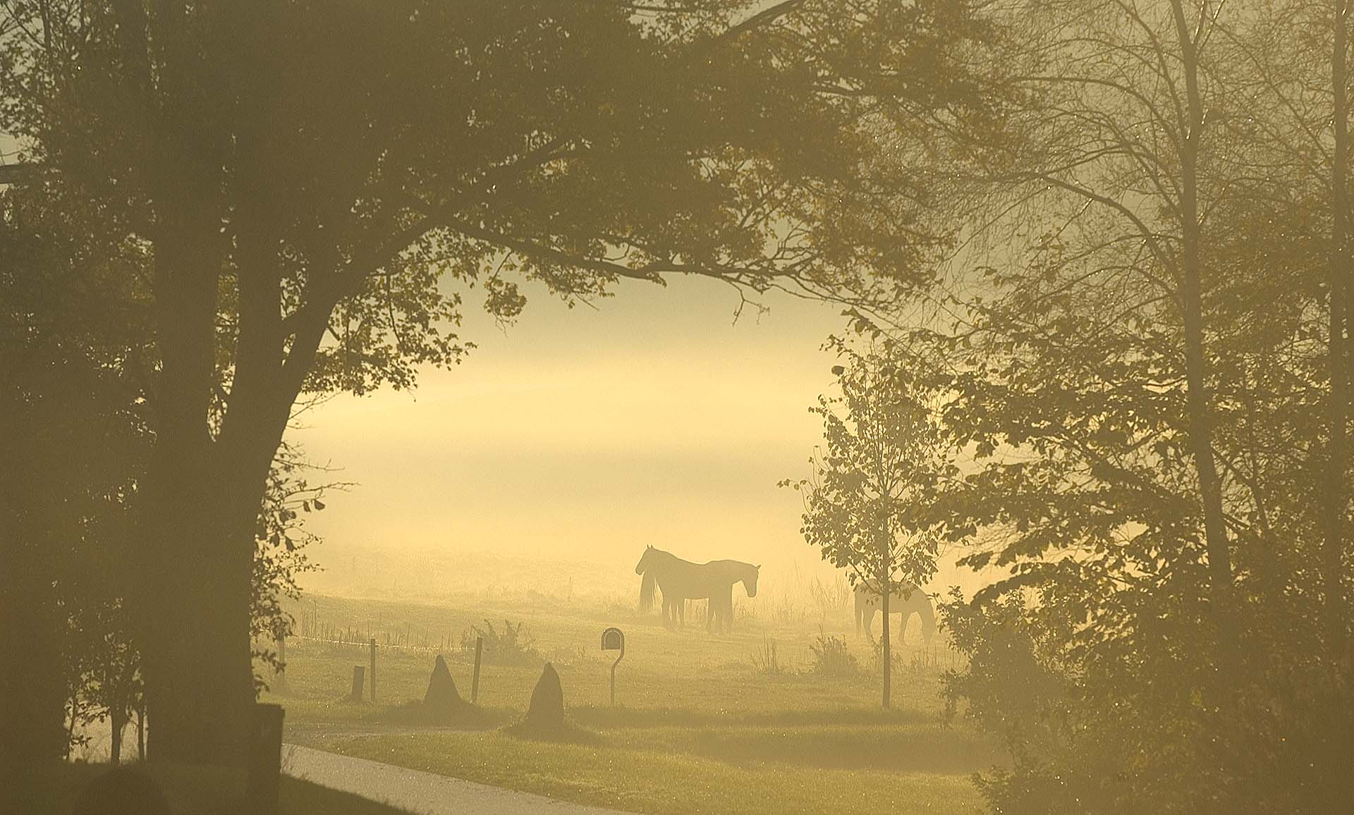 Horses in morning fog